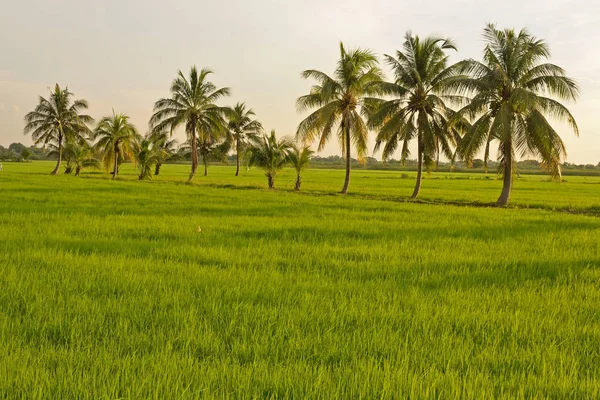 Groene rijst in de zonsondergang — Stockfoto