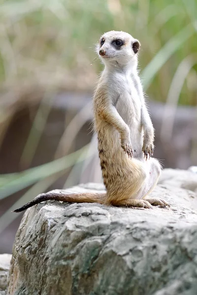 Meerkat in dierentuin — Stockfoto