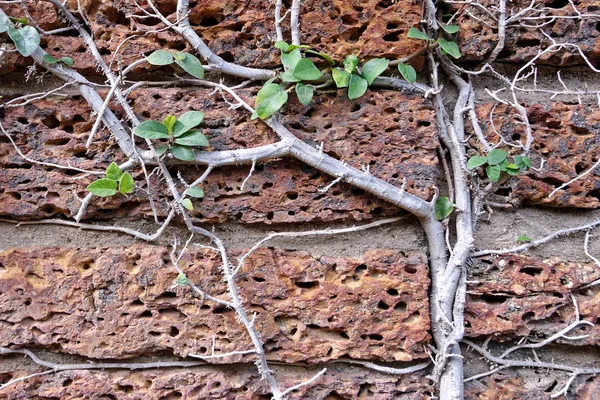 Old red brick wal — Stock Photo, Image