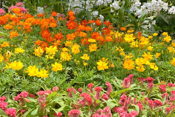 Flower in garden — Stock Photo, Image
