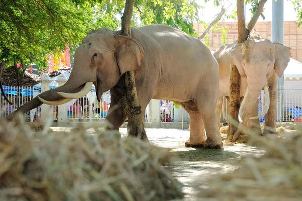 Elephans bangkok thailand — Stock Photo, Image