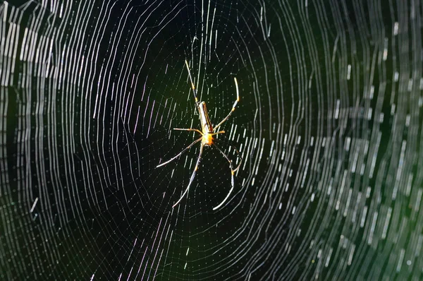 Teia de aranha no escuro — Fotografia de Stock