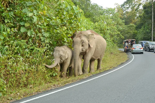 Слоны на дороге — стоковое фото