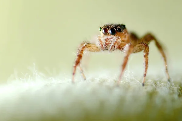 Macro jumping spider — Stock Photo, Image