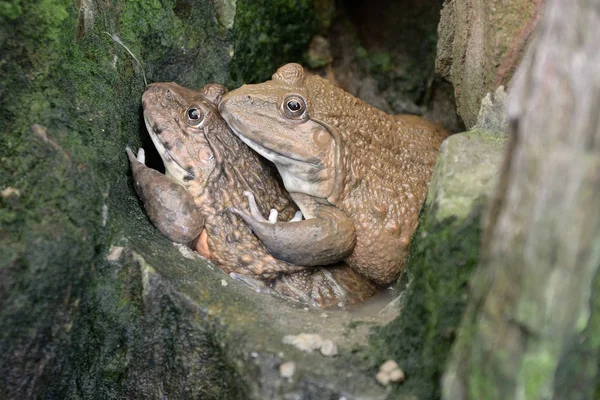 Sudaki kurbağa — Stok fotoğraf
