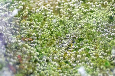 su altında kabarcık