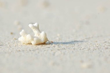 mercan kum üzerinde