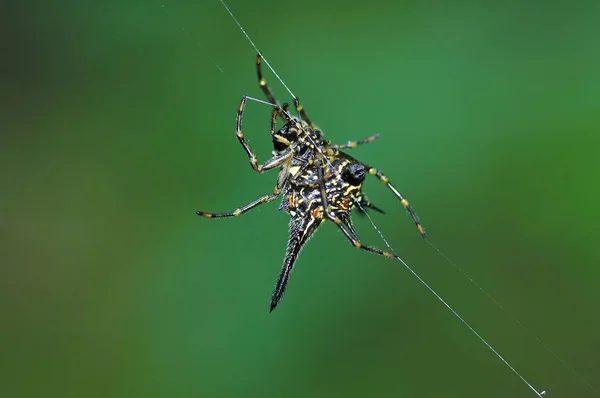 Spinnennetz auf Grün — Stockfoto