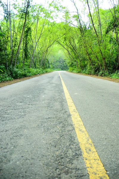 道路とツリー — ストック写真