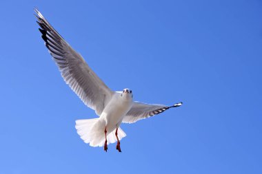 Martılar bluesky üzerinde