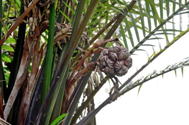 yakın çekim palmiye ağacı 