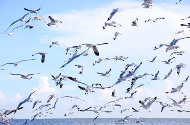 Martılar üzerinde sky