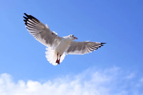 Gaivotas em bluesky — Fotografia de Stock