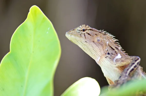 Animal dragão na árvore — Fotografia de Stock