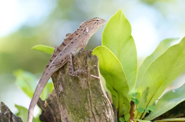 Drago animale su albero — Foto Stock