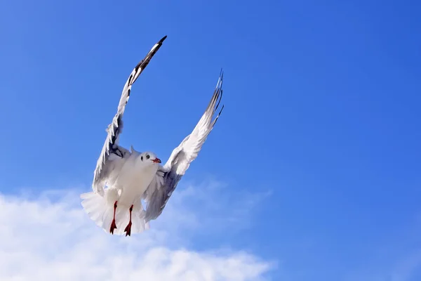 Gaivotas em bluesky — Fotografia de Stock