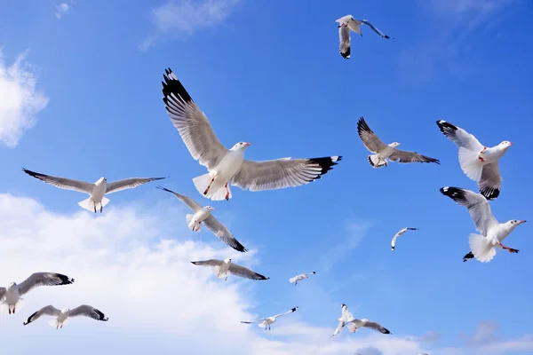 Gaivotas em bluesky — Fotografia de Stock