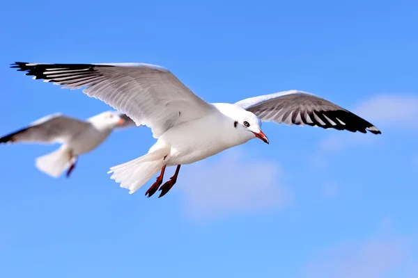 Racek na bluesky — Stock fotografie