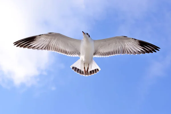 Seagull on bluesky — Stock Photo, Image