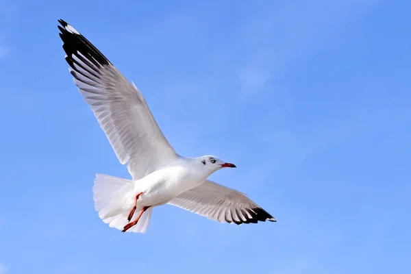 Gaivotas no céu — Fotografia de Stock