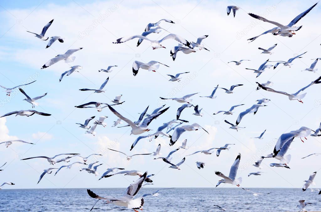 seagulls on sky