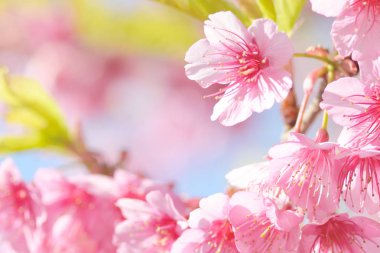 pembe sakura çiçek