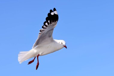 Martılar üzerinde sky