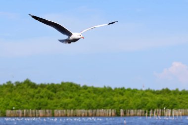 Martılar üzerinde sky