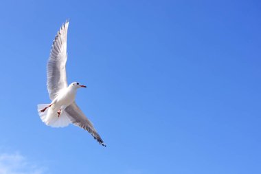 Martılar üzerinde sky