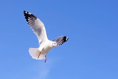 Martılar üzerinde sky