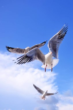 Martılar üzerinde sky