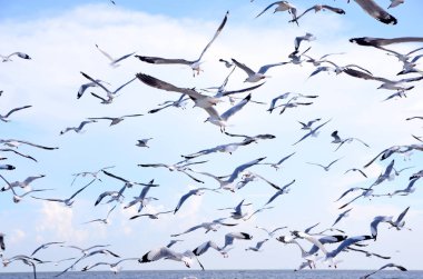 Martılar üzerinde sky