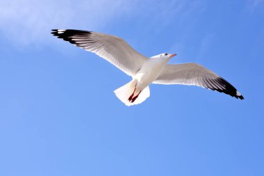 Martılar üzerinde sky