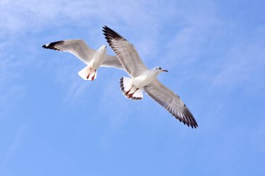 Martılar üzerinde sky