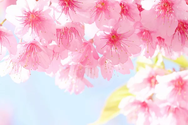 Rosa Sakura-Blume — Stockfoto