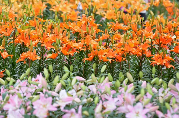 Lilly narancs virág — Stock Fotó