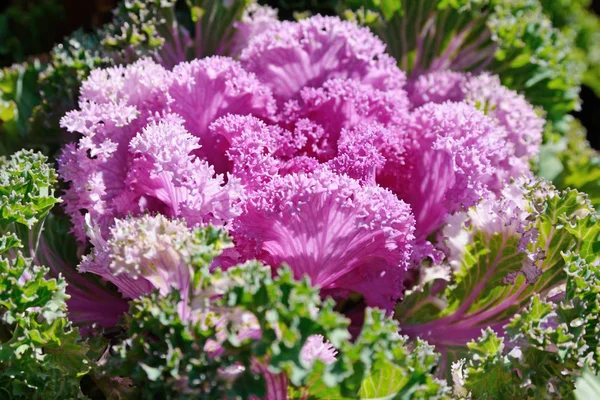 Red Cabbage in park — Stock Photo, Image