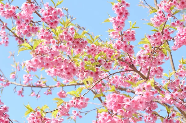 Rosa Sakura-Blume — Stockfoto