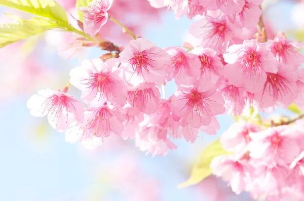 Rosa Sakura-Blume — Stockfoto