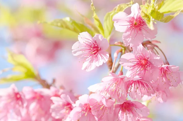 Rosa Sakura-Blume — Stockfoto