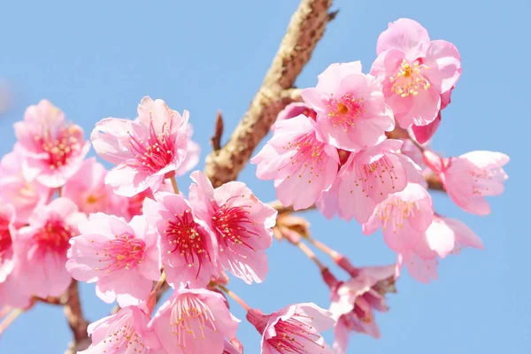Süße Sakura-Blume — Stockfoto