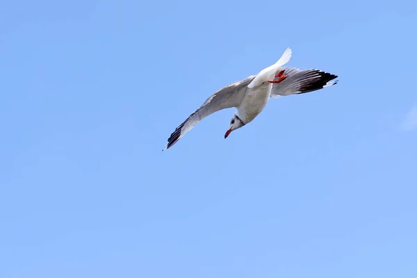 Gaviotas en el cielo — Foto de Stock