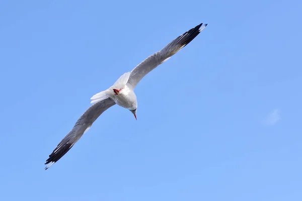 นกนางนวลบนท้องฟ้า — ภาพถ่ายสต็อก