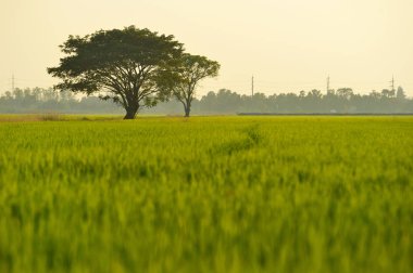 Tayland alan pirinç