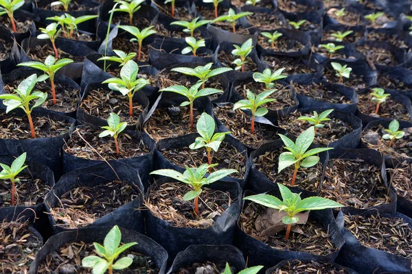 Plántulas creciendo en el parque — Foto de Stock