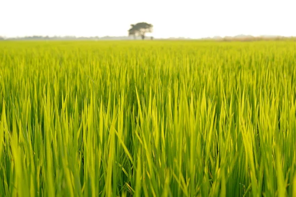 字段水稻在泰国 — 图库照片