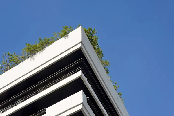 Arbre sur bâtiment — Photo