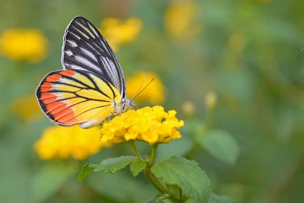 Schmetterling auf Blumen — Stockfoto