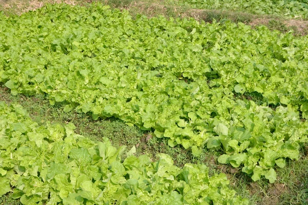 Planta joven verde — Foto de Stock