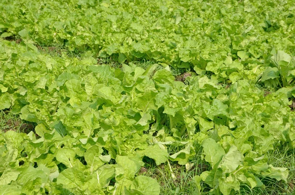 Jeune plante dans le parc — Photo